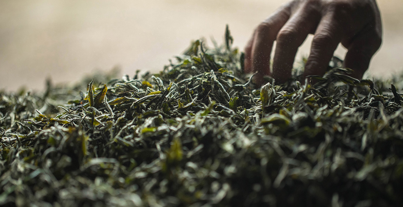 日照對綠茶搞好技術推廣示范 擴大種植規模